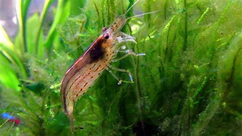 Amano Shrimp Eating Algae - YouTube