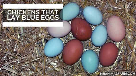 Chickens That Lay Blue Eggs - YouTube