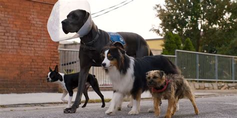 Strays: Will Ferrell's Twisted Dog Movie Debuts a Hilariously NSFW Trailer