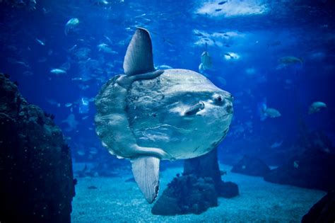 Nine Reasons You Should Visit The Lisbon Oceanário - Suitcases and ...