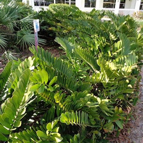 Cold Hardy Tropical Plants for North Florida - Ethos Landscapes