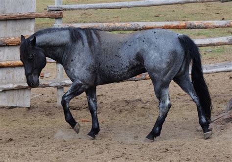 Crowheart Flutewood blue roan QH stallion. Promised Land Ranch Quarter Horses | Horses, Blue ...