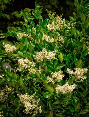 Wax Leaf Privet: Unveiling the Beauty of Privets in Your Garden - Ames Farm Center