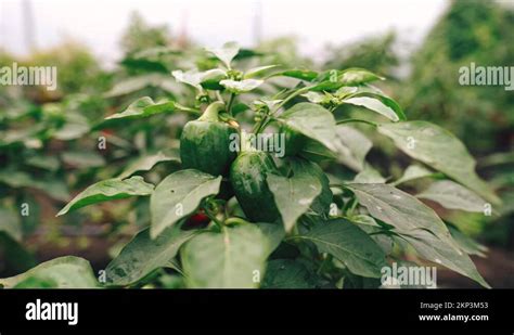 Chilli farming Stock Videos & Footage - HD and 4K Video Clips - Alamy