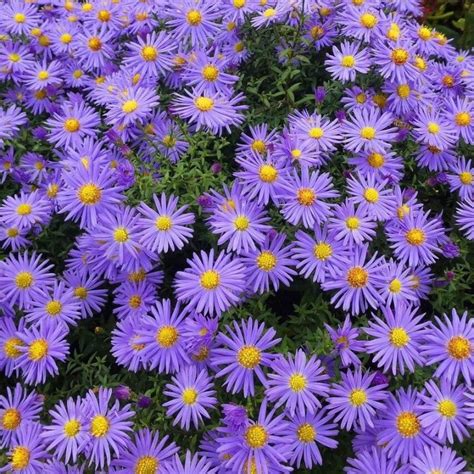 Aster Seeds, Purple Blue, Flower Seeds#019 – Rooted Retreat