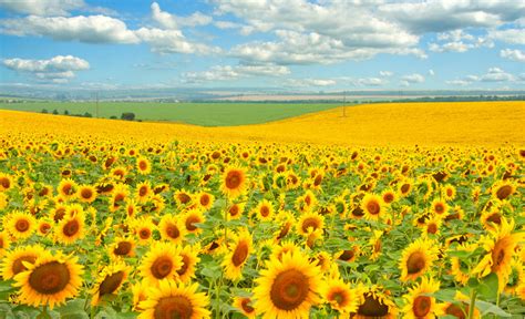 How many tons of sunflower, soy, and rape have been collected in 2017 ...