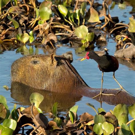 Pantanal Conservation Area - Vital Ecosystems - Endangered Wonders