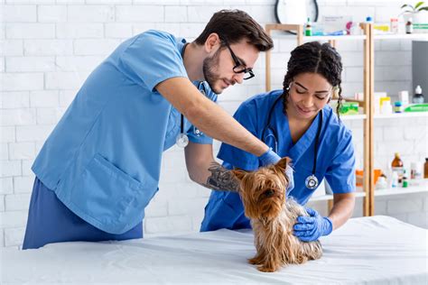 Medicina Veterinária: veja as principais áreas de atuação | UVA