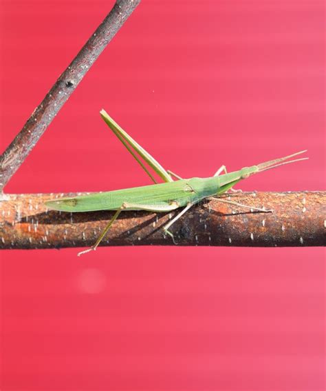 Green Locust, Wing Insect. Pest of Agricultural Crops Stock Photo ...