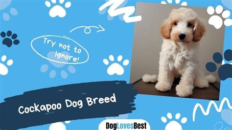 About Cockapoo Dog Breed [With Pictures] - Dog Loves Best