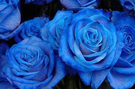 blue - Roses Photo (29610635) - Fanpop