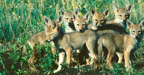 Coyote 101: understanding how songdogs rear pups | Grand View Outdoors