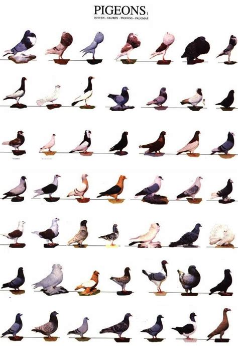 Pigeons Photo: Pigeons | Pigeon pictures, Pet pigeon, Pigeon loft