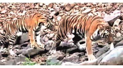 Wildlife Lovers Want Limping Tigress Rescued, Treated | Nagpur News - Times of India