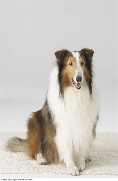 Lassie Come Home: The Book That Became a Great Dog Movie - America ...