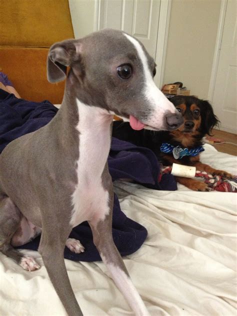 Italian Greyhound derp | Italian greyhound, Italian greyhound puppies, Greyhound