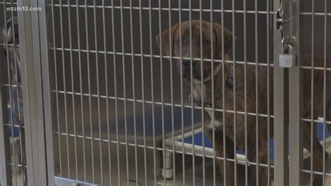 Kent County Animal Shelter offers free pet boarding to people seeking emergency shelter | wzzm13.com