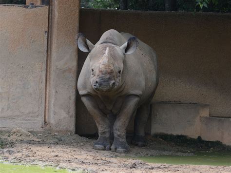 The Online Zoo - Black Rhinoceros