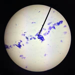 Cell-fie! Cheek Cell Lab | Gracyn's Blog