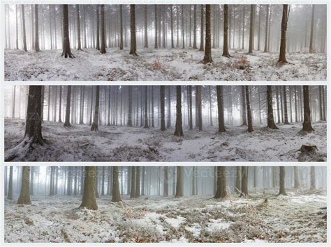 Winter forest landscape 12043356 Stock Photo at Vecteezy