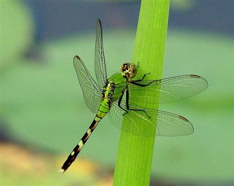 Green Darter Dragonfly Photograph by Rosanne Jordan