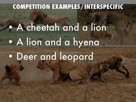 Intraspecific Competition Examples In Animals