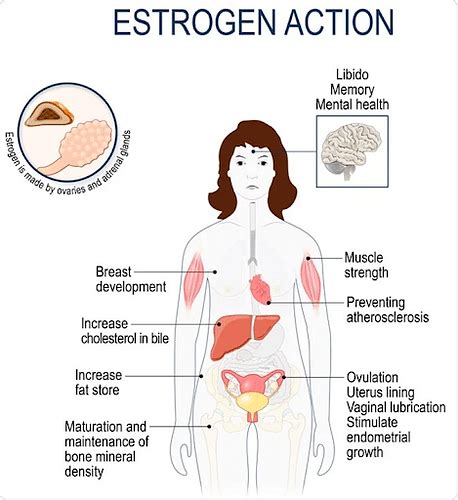 Estrogen Hormone: Types, Synthesis, Functions and Disorders