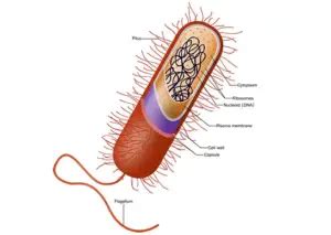 Which structure acts like an "invisibility cloak" and protects bacteria ...