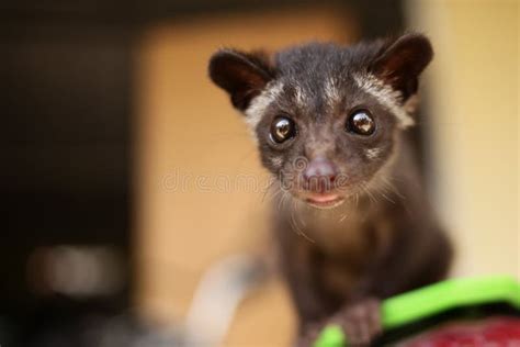 Civet Cat stock photo. Image of zoological, singapore - 3272246