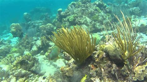 Pooping Parrotfish! - YouTube