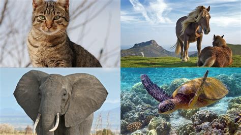 10 Animals With An Endoskeleton - Online Field Guide