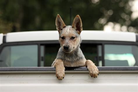 Oldest dog in the world – Bluey was he oldest dog to ever live. The ancient Australian cattle ...