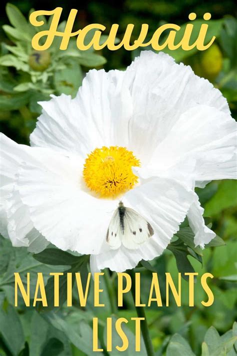 Hawaii Native Plants List: 7 Stunning Plants From The Aloha State