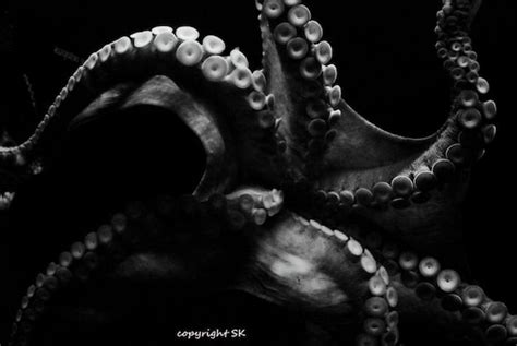 Octopus Photography Black And White - Alumn Photograph