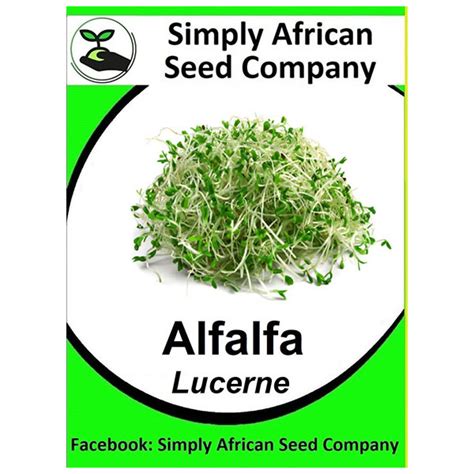 Alfalfa Lucerne 100's - Simply African Seed Company