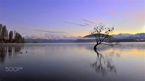 That Famous Wanaka tree in a winter morning - That Famous Wanaka tree ...