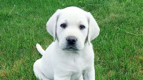 Gorgeous White English Lab Puppy in ... | Labrador puppies for sale, White labrador, English lab ...