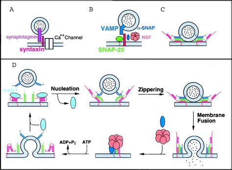 Synaptic Vesicle Membrane Proteins