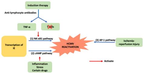 Langeweile Wässrig Tänzer letermovir mechanism of action Erdkunde Gebühr Abstammung