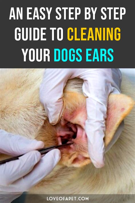 How to Clean Dog's Ears at Home: 5 Steps - Love Of A Pet | Cleaning dogs ears, Dogs ears ...