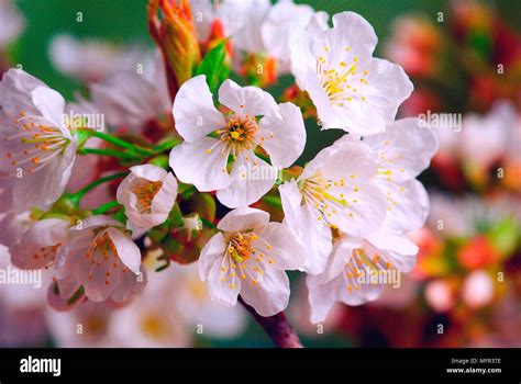 Cup shaped flowers hi-res stock photography and images - Alamy