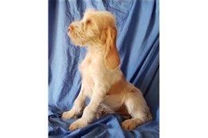 Spinone Italiano Puppies for Sale from Reputable Dog Breeders