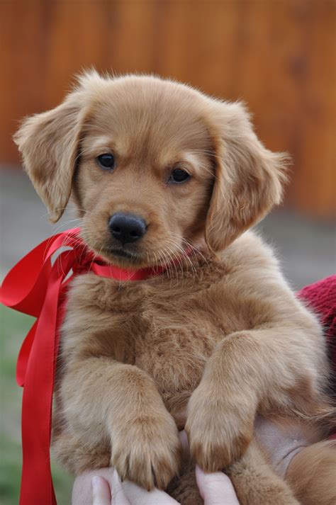 Golden Retriever: carattere, salute, cuccioli e allevamento | Perros bonitos, Perros golden ...