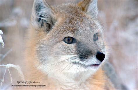 Alberta Wildlife Photography by Robert Berdan - The Canadian Nature Photographer