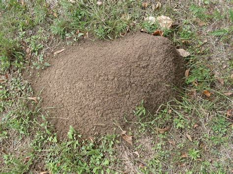 Everything to Know About Fire Ant Mounds – Ants.com