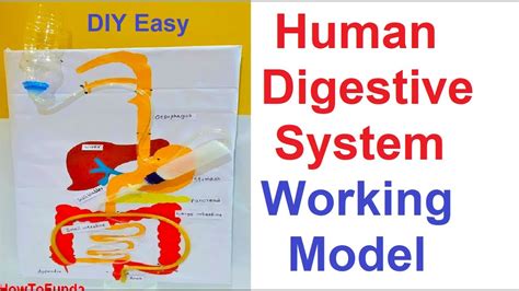 Digestive System Model Ideas