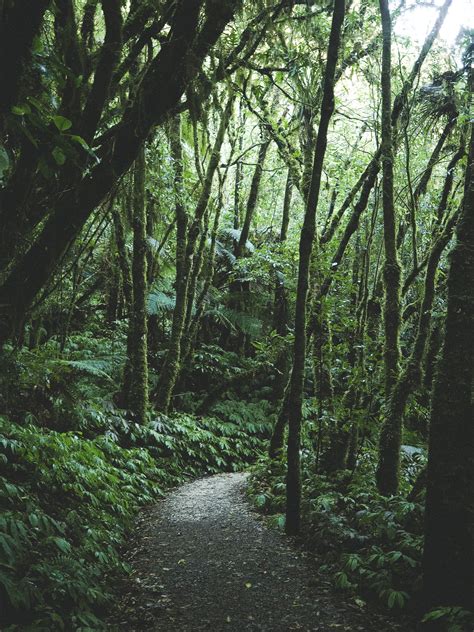 nicrwilson:New Zealand Rainforests || Nic Wilson - Tumblr Pics