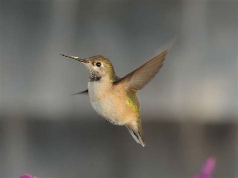 Calliope Hummingbird – GEOFF DENNIS PHOTOS