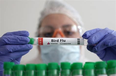 Vaccine makers prep bird flu shot for humans 'just in case' | New Straits Times | Malaysia ...