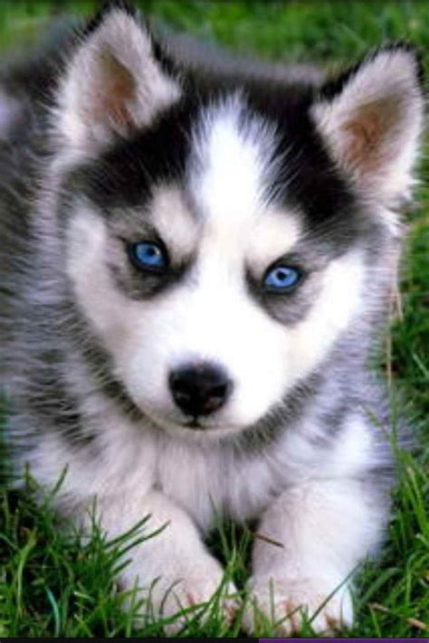 Baby Huskies With Blue Eyes